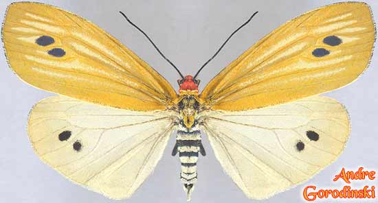 http://www.gorodinski.ru/lepidoptera/Zygaenidae    sp. 1.jpg
